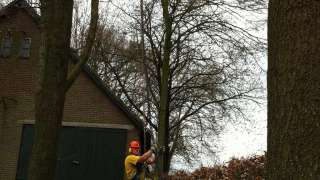 rooien eikenbomen in Biezenmortel op de Biezenmortelse straat vastmaken bomen telescoopkraan, stobbe frezen